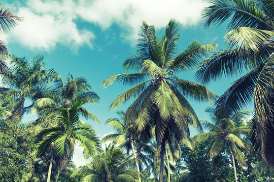 Coconut palm trees over cloudy sky background