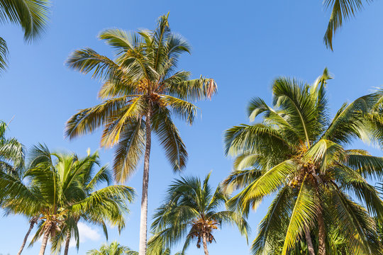 Forest of coconut palm trees over blue sky background