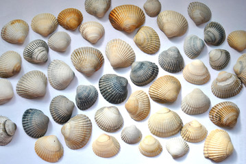Grey, white and blue striped cockle sea shells