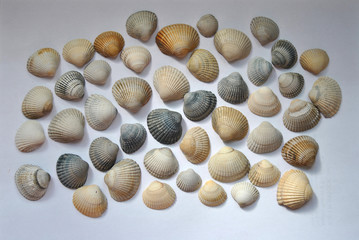 Grey, white and blue striped cockle sea shells