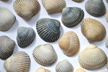 Grey, white and blue striped cockle sea shells