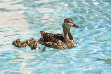 ducks swimming