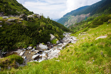 Fototapeta na wymiar Forest stream surrounded by vegetation running over rocks