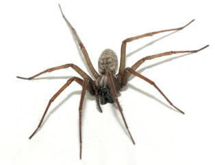 Tegenaria domestica