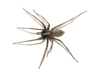 Tegenaria domestica