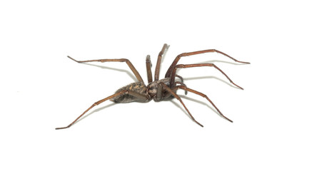 Tegenaria domestica