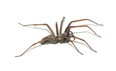 Tegenaria domestica
