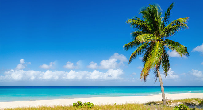 Beach with beautiful high palm tree, Caribbean Islands