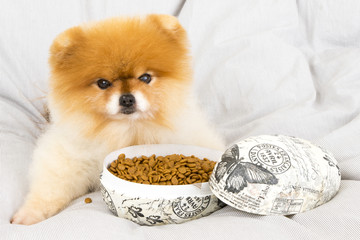 Pomeranian getting treats in an easter egg