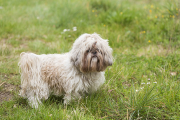 White Shih Tzu in a spring garden