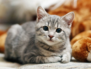 gray pussy is interesting