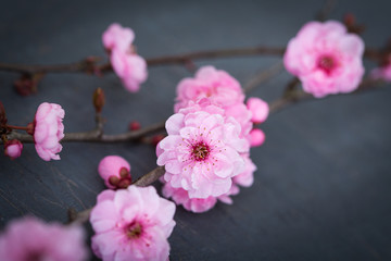 Fototapeta na wymiar fleurs zen