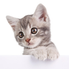 Obraz premium gray cat with white board