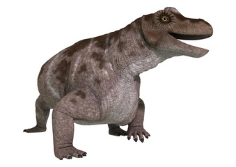 Dinosaur Keratocephalus