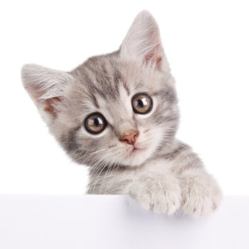 Gray Cat With White Board