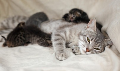 Fototapeta na wymiar mother cat feeding kittens