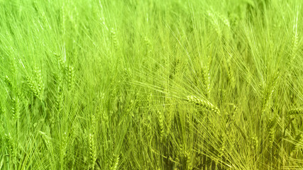 Ears of corn background