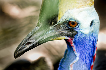 Portrait of cassowary, Casuarius casuarius, Queensland,