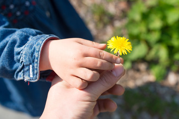 タンポポの花を手渡す親子の手