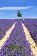 Plakat Lavender field with tree