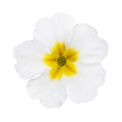 White  Primula