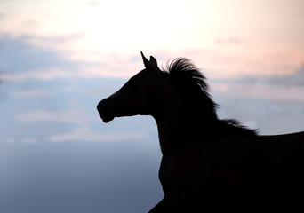 Silhouette of a beautiful Arabian horse against sun shining