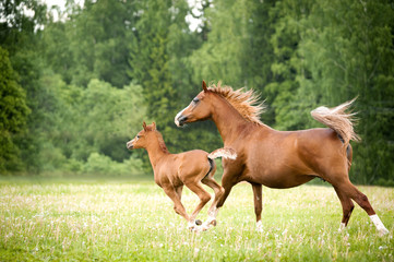arabian foal with mare - 80794308