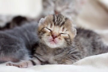 Sleeping baby kitten