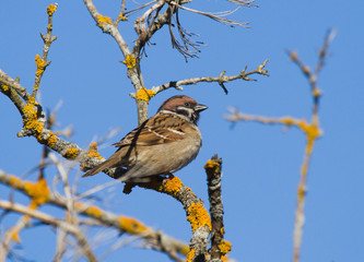 Eurasian tree sparrow on the branch