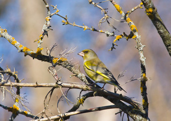 Greenfinch on the branch