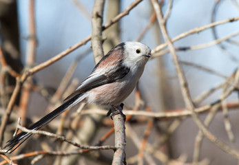 Long tailed tit on the branch