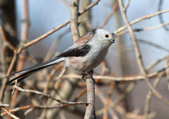 Long tailed tit on the branch