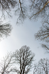 forest textured background