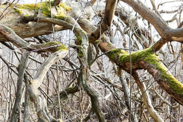 old tree in the forest