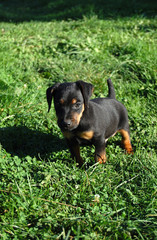 puppy black grass