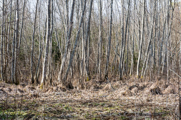 forest textured background