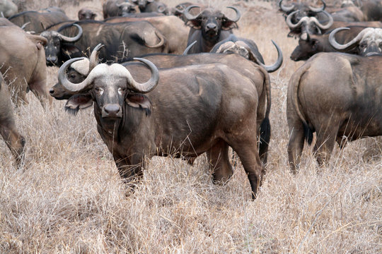 Troupeau de buffles