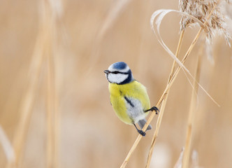 Blue tit on the dry reed