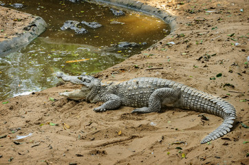 Crocodile farm near Chennai