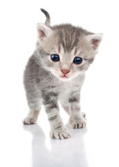 beautiful gray kitten
