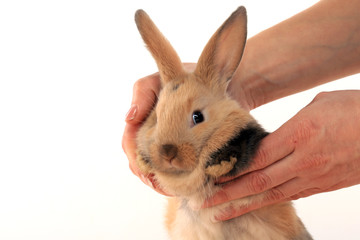 bunny rabbit