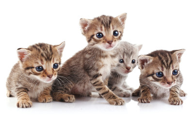 beautiful  kittens