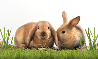 Obraz premium pair of rabbits