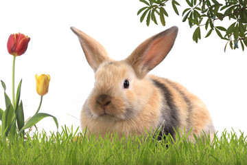 bunny rabbit