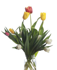 tulips on white background