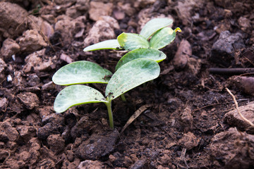 small green plant
