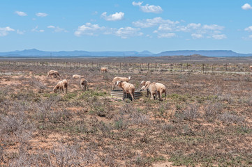 Obraz na płótnie Canvas Typical arid Karoo landscape