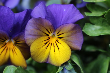 coloured pansy