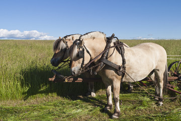 Working fjord horses