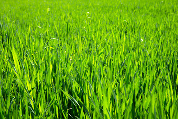Obraz premium grass texture